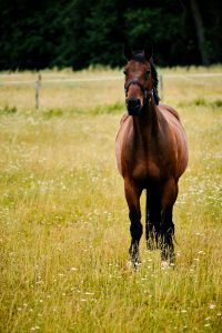 A brow horse in a green field with white flowers and a fence and forrest in the backgroud.