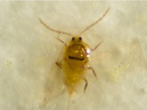 A zoomed-in picture of a small tan bug on a light surface