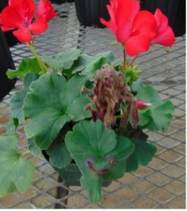 An image of a red flowering plant with brown/gray patches of decay in a green pot sitting on a metal table.