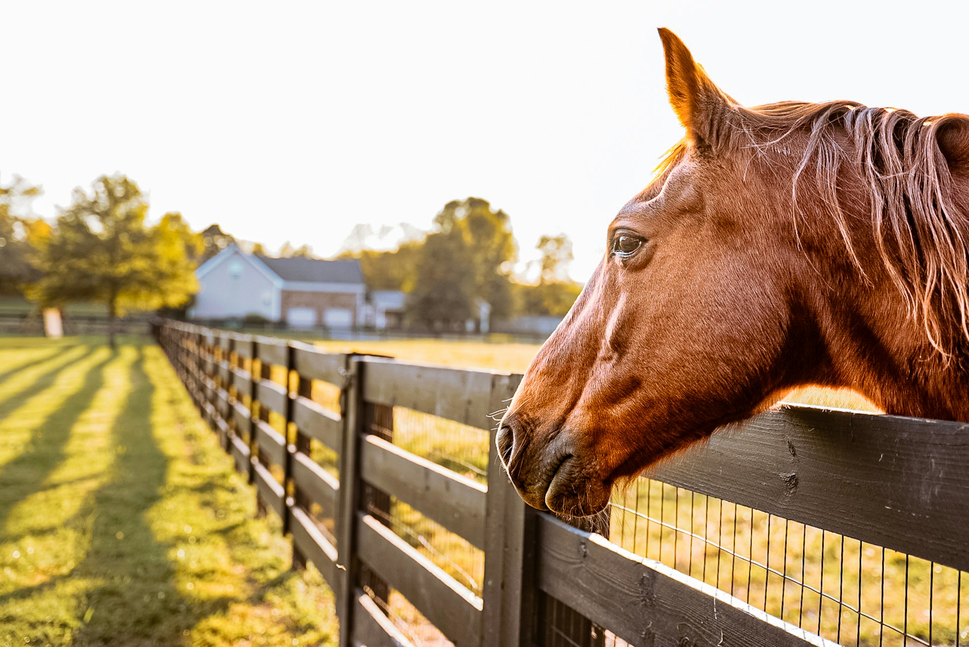 A brown horse looking to the left over a wood and wire fence on a sunny day with trees and a house in the distance.