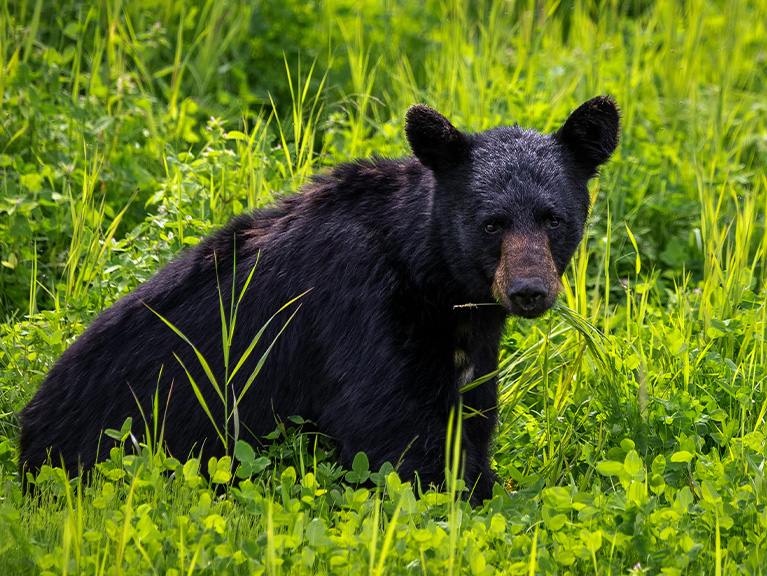 black bear sitting in a field