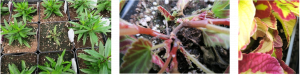 A collection of thre images. On the left, a collection of potted plants with green leaves. In the center a close up of a red and green plant stem . On the right, the green and red leaves of a plant.