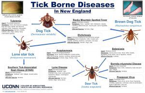 image showing four ticks, a picture of a rash on an arm and spots all over someone's feet. Text: The ticks most commonly found in Connecticut are: Deer tick (aka Blacklegged tick): (Ixodes scapularis) Dog tick (Dermacentor variabilis)  Lonestar tick (Amblyomma americanum)  Brown dog tick (Rhipicephalus sanguineus)  Asian Longhorned tick (Figure 3) (Haemaphysalis longicornis) new, invasive species found in coastal areas of Connecticut 