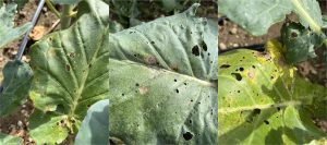 Symptoms of Alternaria leaf blight and head rot of brassicas on broccoli leaves. Circular brown-to-black lesions are surrounded by yellow halos and eventually cracking in the middle. These symptoms can affect all plant parts.