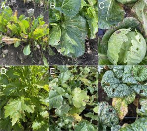 Symptoms of leaf lesions of Alternaria leaf blight and head rot of brassicas on a variety of crops, including: A) arugula, B) bok choy, C) cabbage, D) mustard greens, E) radishes, and F) tatsoi.